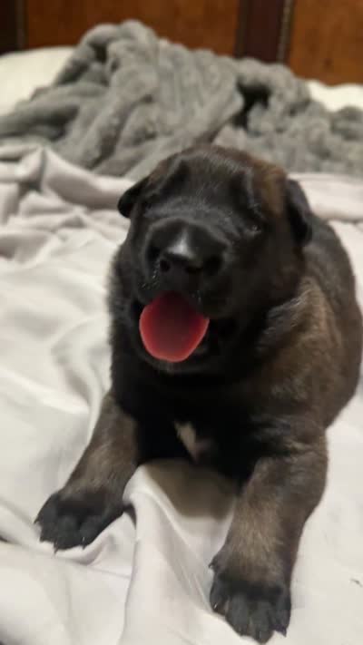 Puppy A, a female Belgian Malinois for sale in Tampa, FL – 9 of 10