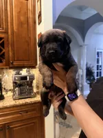 Radar , a male Belgian Malinois for sale in Tampa, FL – 4 of 4