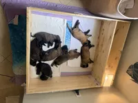 Puppy A, a female Belgian Malinois for sale in Tampa, FL – 5 of 10