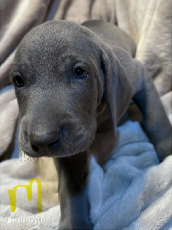 Yellow – Weimaraner puppy for sale in Eau Claire, WI