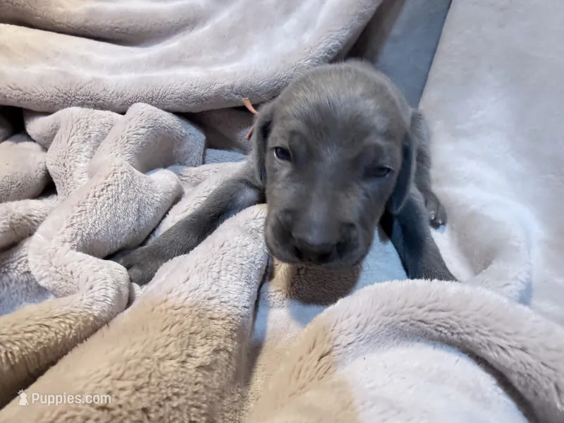 Orange – Weimaraner puppy for sale in Eau Claire, WI