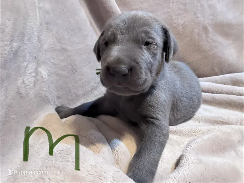 Green – Weimaraner puppy for sale in Eau Claire, WI