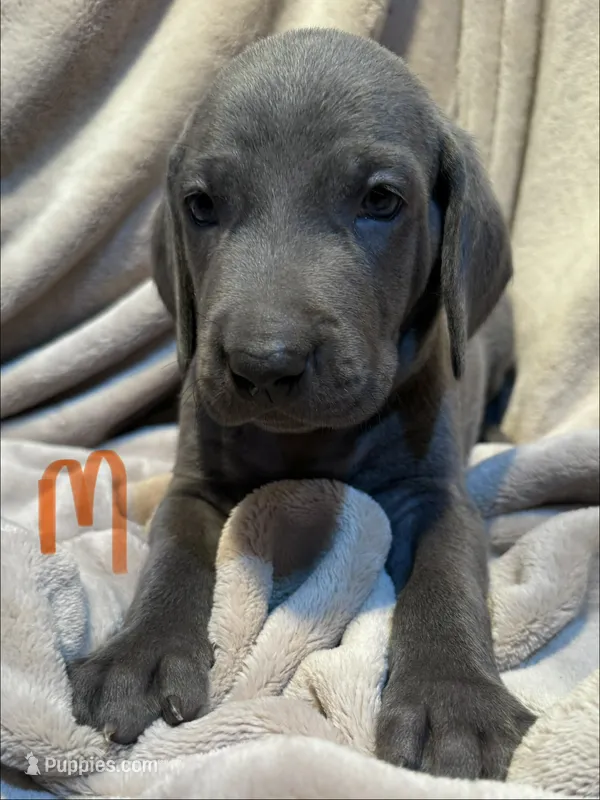 Orange – Weimaraner puppy for sale in Eau Claire, WI