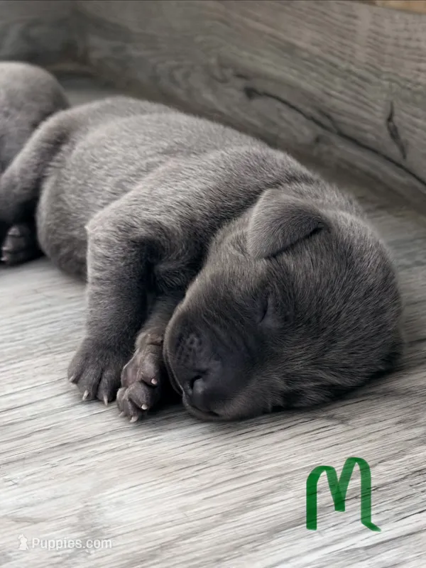 Green – Weimaraner puppy for sale in Eau Claire, WI