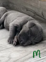 Green, a male Weimaraner for sale in Eau Claire, WI – 1 of 1