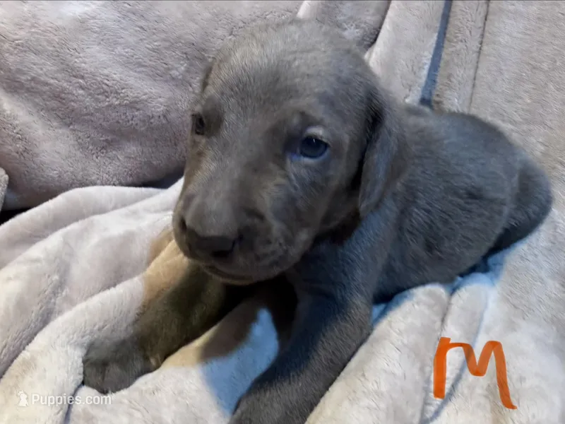Orange – Weimaraner puppy for sale in Eau Claire, WI