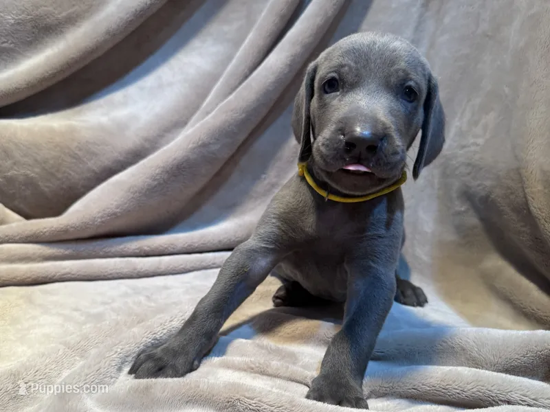 Yellow – Weimaraner puppy for sale in Eau Claire, WI