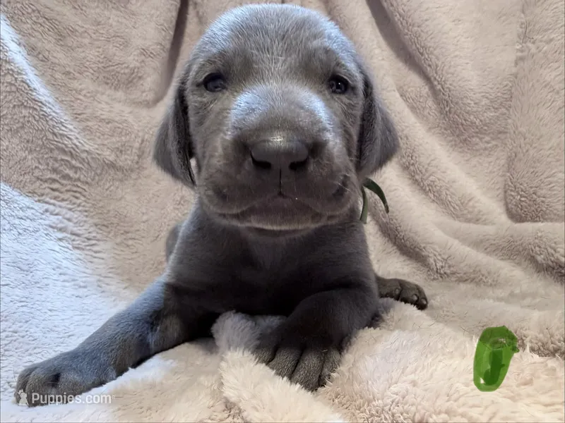 Green – Weimaraner puppy for sale in Eau Claire, WI
