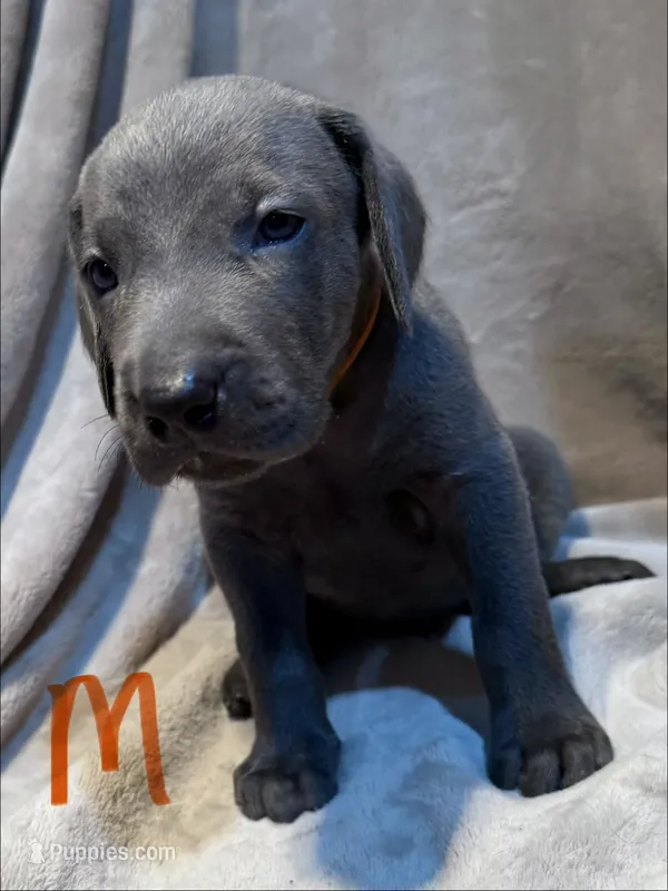 Orange – Weimaraner puppy for sale in Eau Claire, WI