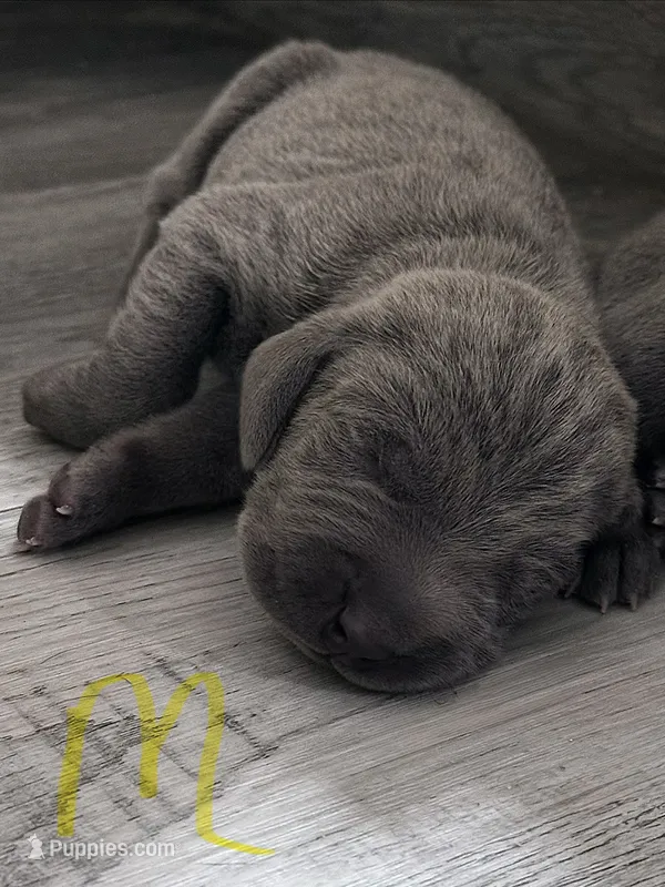 Yellow – Weimaraner puppy for sale in Eau Claire, WI