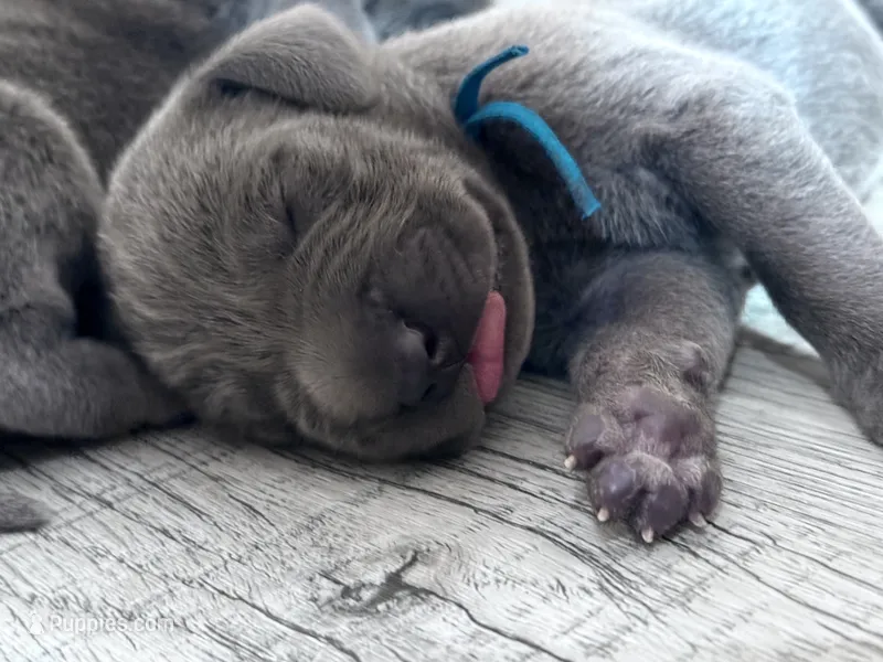 Blue – Weimaraner puppy for sale in Eau Claire, WI