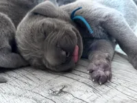 Blue, a male Weimaraner for sale in Eau Claire, WI – 1 of 1