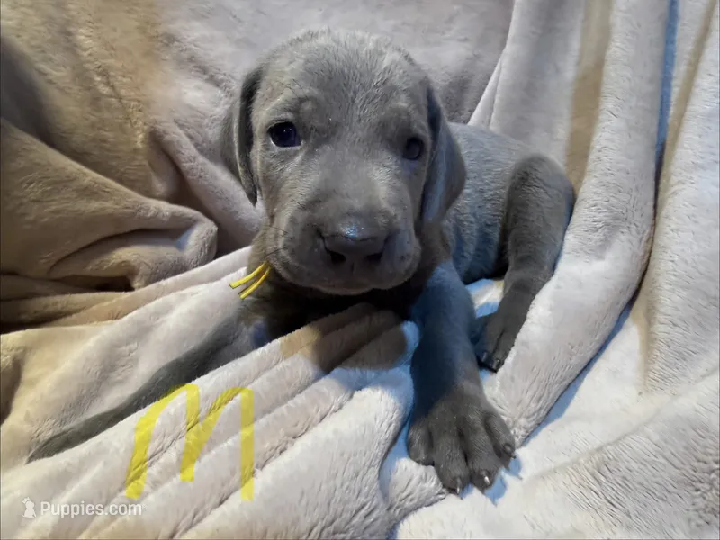 Yellow – Weimaraner puppy for sale in Eau Claire, WI