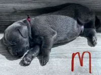 Red, a male Weimaraner for sale in Eau Claire, WI – 1 of 1