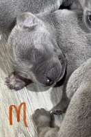 Orange, a male Weimaraner for sale in Eau Claire, WI – 1 of 1