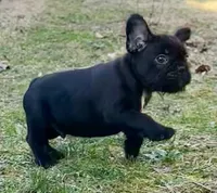 Drew, a male French Bulldog for sale in Crossville, TN – Photo 2 of 4