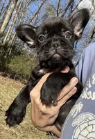 Drew, a male French Bulldog for sale in Crossville, TN – Photo 3 of 4