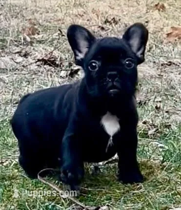 Drew – French Bulldog puppy for sale in Crossville, TN