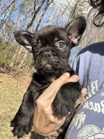Drew, a male French Bulldog for sale in Crossville, TN – Photo 4 of 4