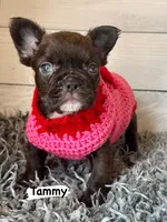 Tammy, a female French Bulldog for sale in Crossville, TN – Photo 2 of 3