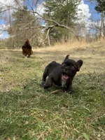 Tammy, a female French Bulldog for sale in Crossville, TN – Photo 3 of 3