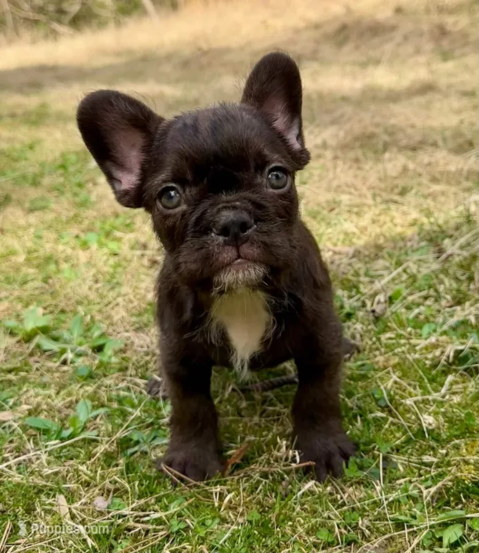 Tammy – French Bulldog puppy for sale in Crossville, TN