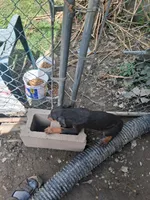 Female3, a female Doberman Pinscher for sale in Vandalia, IL – 2 of 7