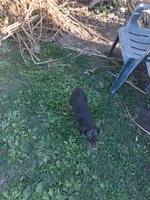 Female2, a female Doberman Pinscher for sale in Vandalia, IL – 5 of 8