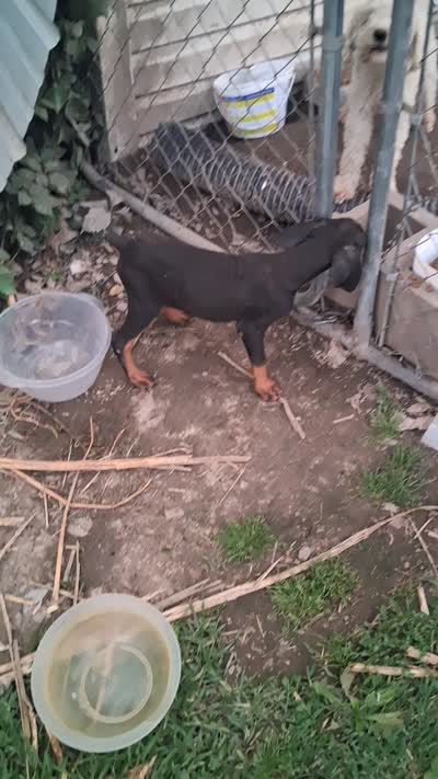Male2, a female Doberman Pinscher for sale in Vandalia, IL – 3 of 8
