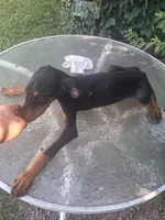Male 1, a male Doberman Pinscher for sale in Vandalia, IL – 5 of 7