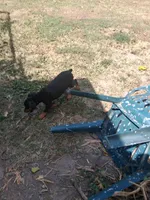 Puppy one, a female Doberman Pinscher for sale in Vandalia, IL – 5 of 7
