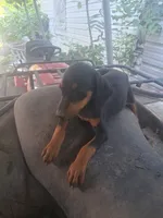 Male 3, a male Doberman Pinscher for sale in Vandalia, IL – 6 of 8