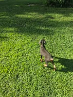 Female3, a female Doberman Pinscher for sale in Vandalia, IL – 3 of 7