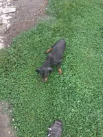 Male 1, a female Doberman Pinscher for sale in Vandalia, IL – 6 of 10