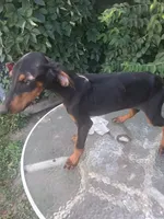 Male 1, a male Doberman Pinscher for sale in Vandalia, IL – 6 of 7