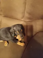 Female2, a female Doberman Pinscher for sale in Vandalia, IL – 3 of 7