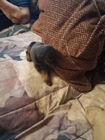Male 1, a male Doberman Pinscher for sale in Vandalia, IL – 2 of 4