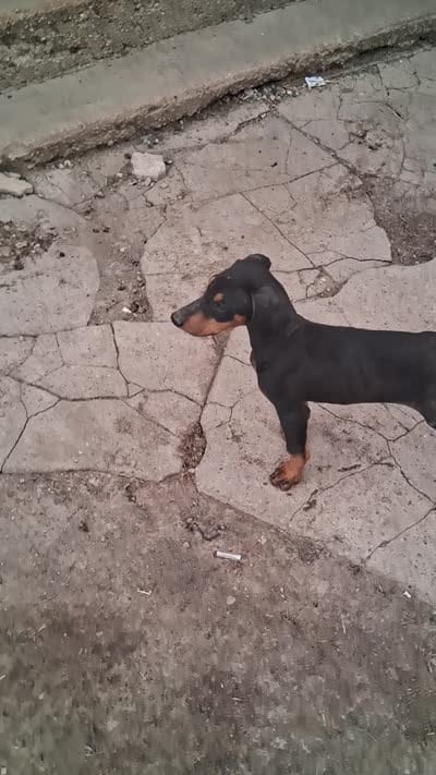 Male2, a female Doberman Pinscher for sale in Vandalia, IL – 4 of 8