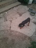 Male2, a female Doberman Pinscher for sale in Vandalia, IL – 7 of 8
