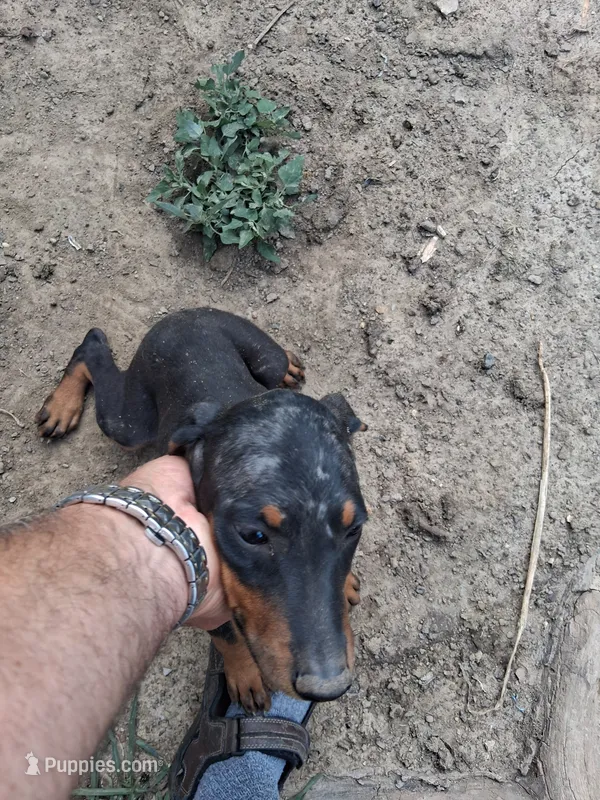 Male3 – Doberman Pinscher puppy for sale in Vandalia, IL