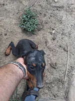 Male3, a female Doberman Pinscher for sale in Vandalia, IL – 1 of 2