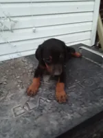 Male 2, a male Doberman Pinscher for sale in Vandalia, IL – 2 of 10