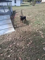 Female 3, a female Doberman Pinscher for sale in Vandalia, IL – 5 of 5