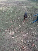 Female 3, a female Doberman Pinscher for sale in Vandalia, IL – 2 of 5
