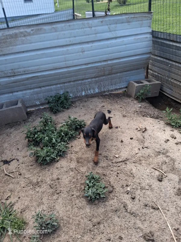 Male 1 – Doberman Pinscher puppy for sale in Vandalia, IL
