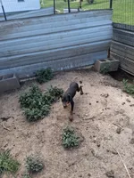 Male 1, a female Doberman Pinscher for sale in Vandalia, IL – 1 of 2