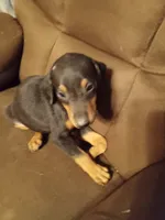 Female2, a female Doberman Pinscher for sale in Vandalia, IL – 6 of 7