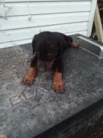 Male 2, a male Doberman Pinscher for sale in Vandalia, IL – 7 of 10