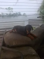 Male 3, a male Doberman Pinscher for sale in Vandalia, IL – 7 of 8
