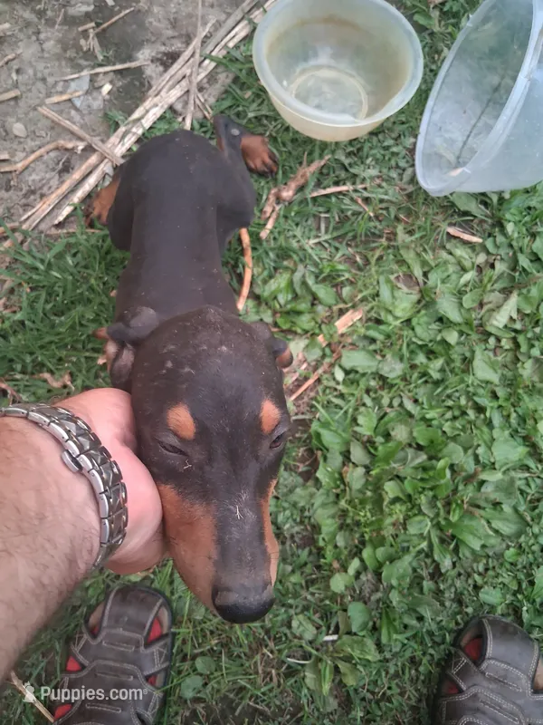 Male2 – Doberman Pinscher puppy for sale in Vandalia, IL